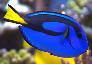 Paracanthurus-Hepatus-375x260