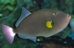 Pinktail-Triggerfish-400x260